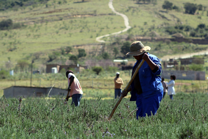 Keiskammahoek-farmers-working-the-land_1